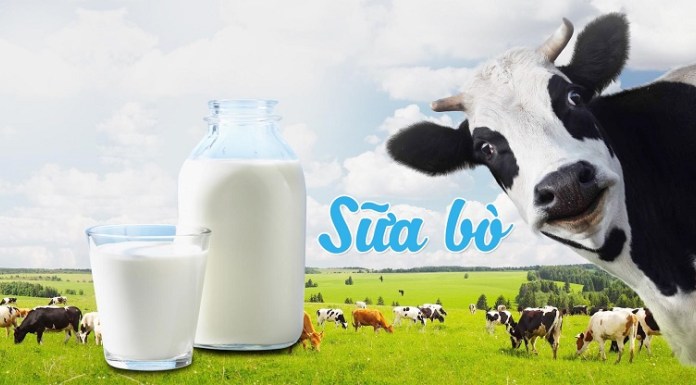 Sữa bò và những sản phẩm từ sữa bò kích thích tuyến bã nhờn tiết nhiều dầu1
